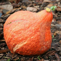 Golden Hubbard Squash Winter Pumpkin Red Kuri Butternut Ambercup Fresh Seeds USA - $14.95