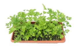 BPA 2000 Seeds Cutting Leaf Celery Apium Graveolens Soup Vegetable Herb From USA - £7.91 GBP
