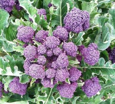 1500 Broccoli Seeds - Purple Sprouting  Heirloom   - £4.92 GBP