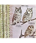 Small Owls Varieties And Types 1966 Color Bird Art Print Nature ADBN1Q - $19.99