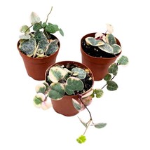 Variegated String of Hearts, 2 inch Set of 3, Ceropegia woodii Variegata Tiny Mi - £29.37 GBP