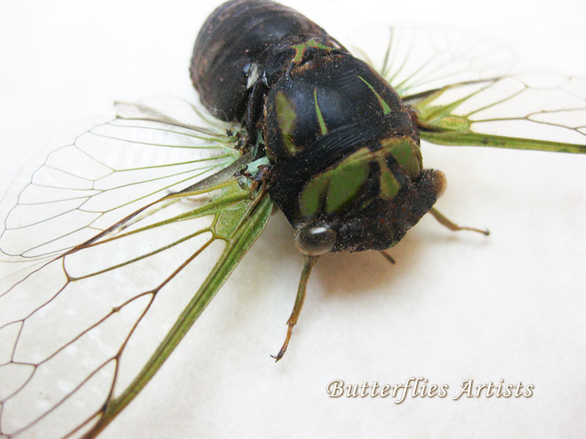 Real Green Dog Day Cicada Neotibicen Pruinosus Framed Entomology Shadowbox - $62.99