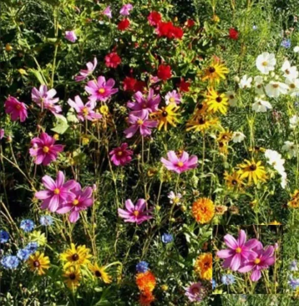 Fresh Wildflower Mix Gulf Coast Caribbean Regional Heirloom Flowers Non-Gmo 500+ - £8.56 GBP