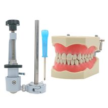 Columbia 860 Type Dental Typodont Teaching Exam Model Removable 32PCS Teeth (M80 - £39.95 GBP