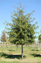 Pin Oak Tree-(quercus palustris) image 2
