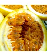 FMG 10 Sweet Granadilla Yellow Passion Fruit Seeds Ligularis Fast Grow - $14.54