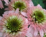 Double Pink Green Coneflower 50 Pure Seeds Echinacea Perennial Flowers Usa - £4.78 GBP