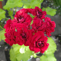 10Seeds Diemierii Schafferi Zonal Geranium Red Pelargonium Flower Seeds Gardenin - £8.66 GBP