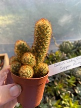 Cactus Mammillaria Elongata Lady Finger Copper King 2&quot; Pot Live Plant - £5.59 GBP