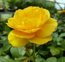 4&quot; Pot Julia Child Rose Bush Butter Yellow Gardening - £44.09 GBP
