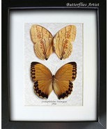 Jungle Queen Stichophthalma Neumogeni Real Butterflies Set Entomology Sh... - $2,111.97 MXN