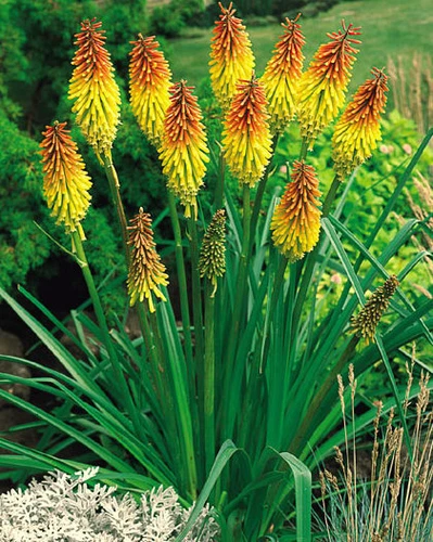 THJAR Red Hot Poker Seeds, Uvaria, Perennial Wildflowers, very Eye-Catch... - $68.19 MXN