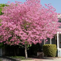 Pink Trumpet Tree. Tabebuia heterophylla (Bignoniaceae) 8”-12” - £52.76 GBP