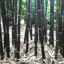 100 Black Bamboo Seeds Phyllostachys Nigra Hardy Landscaping Privacy Screen Orna - £7.05 GBP