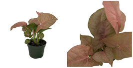 Syngonium Neon Arrowhead Pink Nepthytis Indoors Live Plant 4&quot; Pot - C2  - £48.14 GBP