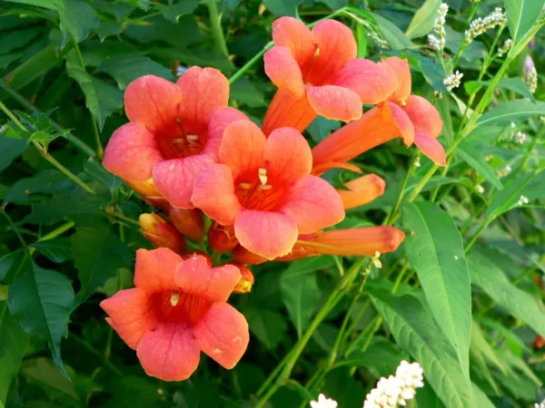 70 Hummingbird Trumpet Creeper Vine Campsis Radicans Flower Seeds Garden - £4.79 GBP