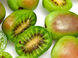 Prolific Kiwi Plant 6 to 8 inch Sweet Kiwi Live Starter Plant - $21.49