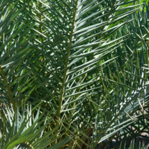 Bottle Palm Green Color - 20 Seeds - £7.46 GBP