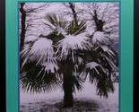 Alan W. Meerow BETROCK&#39;S COLD HARDY PALMS First ed. Hardcover Trees Hort... - $112.50
