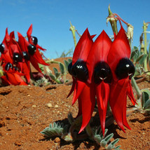 5 Seeds Swainsona Formosa Seeds Sturt’S Desert Pea Garden - £5.85 GBP