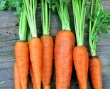 400 Seeds Danvers Carrot Seeds Organic Heirloom Vegetable Garden Contain... - $8.99
