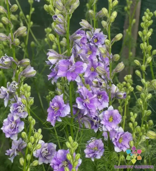 200 QIS Light Blue Delphinium Seeds Planting Fresh Seeds - $9.86