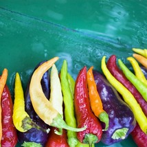 100 Mixed Cayenne Pepper Yellow Purple Orange Red Green Capsicum Vegetable Seeds - $7.45