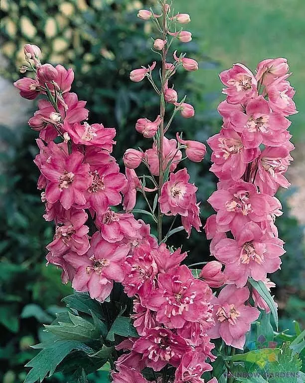 200 Pacific Giant Astolat Delphinium Seeds Gardening USA SHIPPING - $12.96