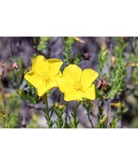 KBT Dwarf Creeping Rock Rose Seeds 50 Seeds Blooming Ground Cover Bulk S... - $28.40 CAD
