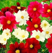 200 Rubies Sunshine Mix Cosmos Seeds Planting Gardening USA SELLER - $12.96