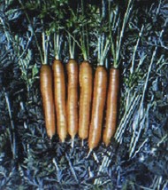 Little Finger Carrot 200 Seeds Very Early Variety New Fresh Seeds - £14.91 GBP