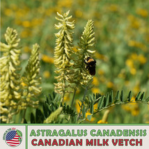 250 Canadian Milk Vetch Astragalus Canadensis Native Bee Butterfly Attractor Fre - $5.96