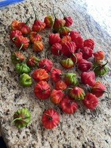 50+ Aji Dulce/Cachucha pepper Seeds - $10.00