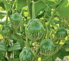 50 Round Thai Green Eggplant Seeds USA Garden - £10.52 GBP