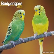 Budgerigar 2025 Square Wall Calendar | Bird, Parrot Calendar: Original A... - $8.00