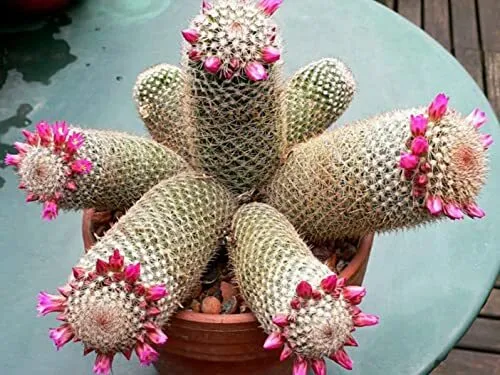 30 Thumb Cactus Seeds Mammillaria Matudae Cacti Seeds Usa Fresh - $19.92