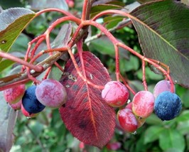 Organic Black Haw berry seed {Viburnum prunifolium}20 seeds  - £8.30 GBP
