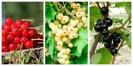 Red , White &amp; Black Currant Special - 3 Live Plants of 3 Colors - $131.99