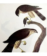 Sharp Shinned Hawk Bird 1950 Lithograph Print Audubon Nature 1st Edition... - €25,86 EUR