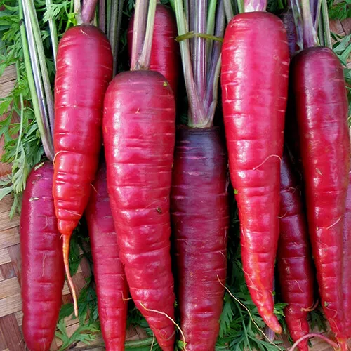 LWS Purple Dragon Carrot Garden Planting 200 Seeds Fast Shipping - $9.50