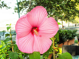 20 Light Pink Hibiscus Moscheutos Var Palustris Hardy Flower Seeds USA Fast Ship - $18.00