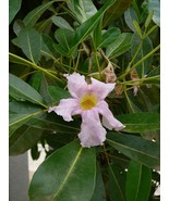 SDC Tabebuia Rosea Rosy Trumpet Tree Seeds Easy Grow - €13,88 EUR