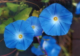 SEPTH 250 Morning Glory Heavenly Blue Flower Seeds - $3.98