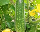 Fuzzy Melon Seeds Usa Gourd Fuzzy Star Hair Hairy Squash Chi Qua Mo Gwa  - £4.65 GBP