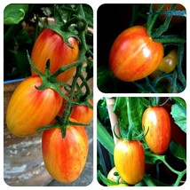 USA SELLER Sunrise Tiger Bumble Bee Tomato Seeds Fresh New - £15.53 GBP