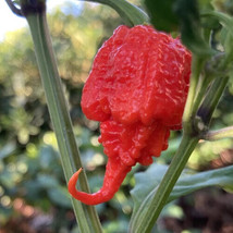 25 Seeds Carolina Reaper Pepper Garden Vegetables Edible Fresh Seeds - £8.06 GBP