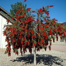 Captain Cook Bottlebrush Seeds Callistemon Viminalis 25 Seeds - $14.98