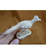 (Road-W4) white gray Roadrunner shed ANTLER figurine Bali detailed fast ... - $278.88 CAD