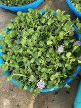  10 Water Hyacinth Pond Plants100% Organic + Free Red Mangrove Plants  - $29.70