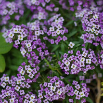 BEST  Violet Queen Alyssum Seeds 100 - 2,000 Seeds Non-Gmo - £3.07 GBP